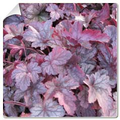 Heuchera 'Shangai'